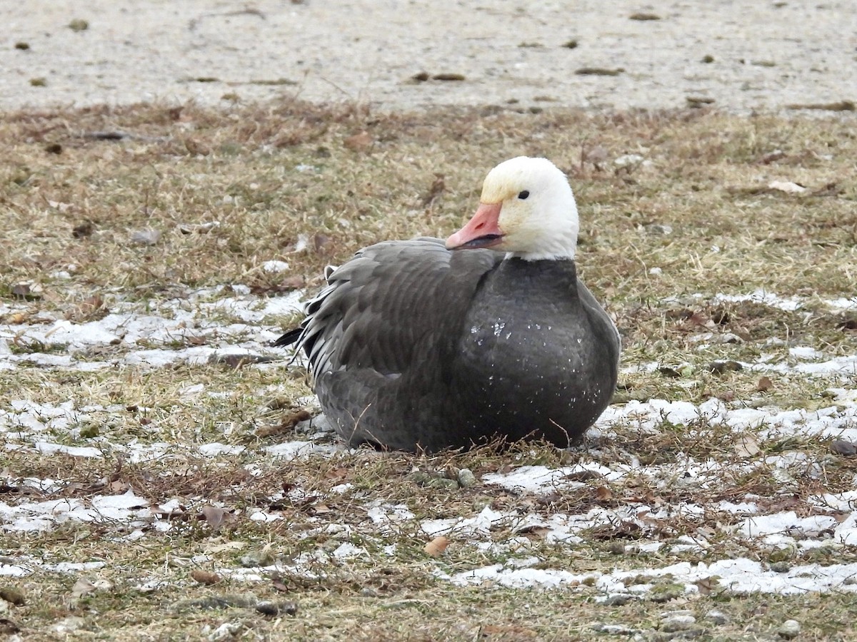 snøgås - ML646882324