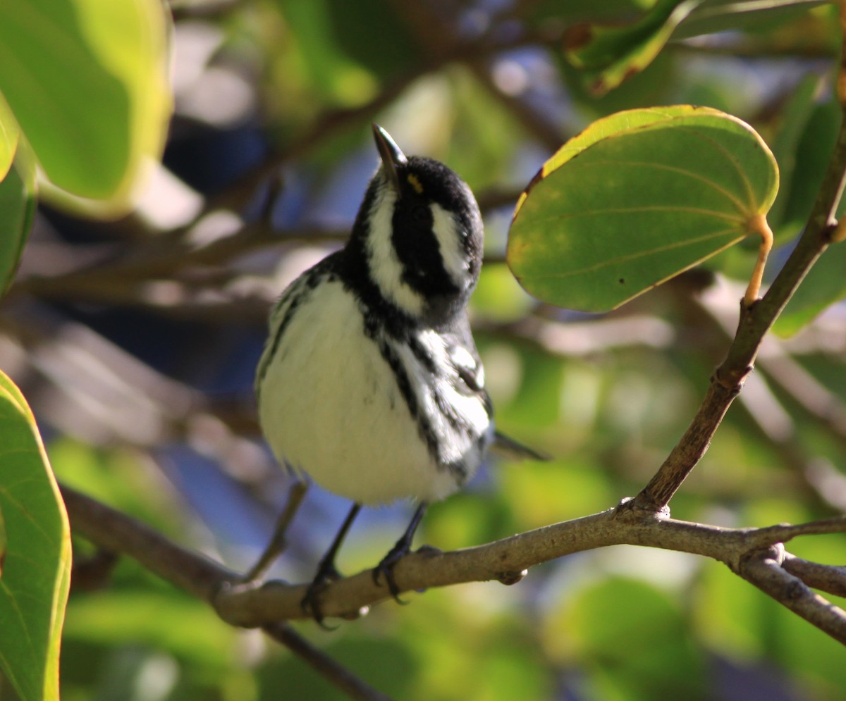 gråparula - ML646882326