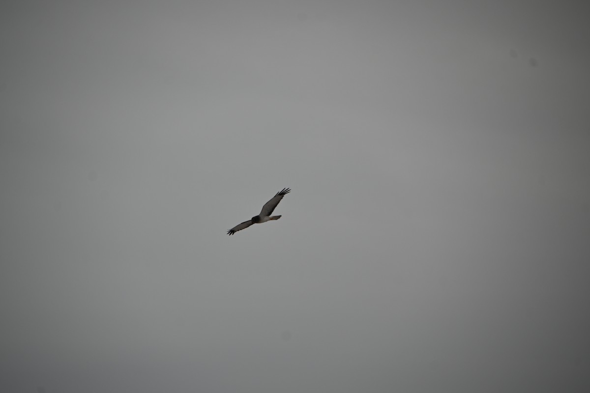 mørkmyrhauk - ML646882327