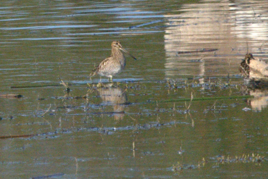 kanadabekkasin - ML646882328