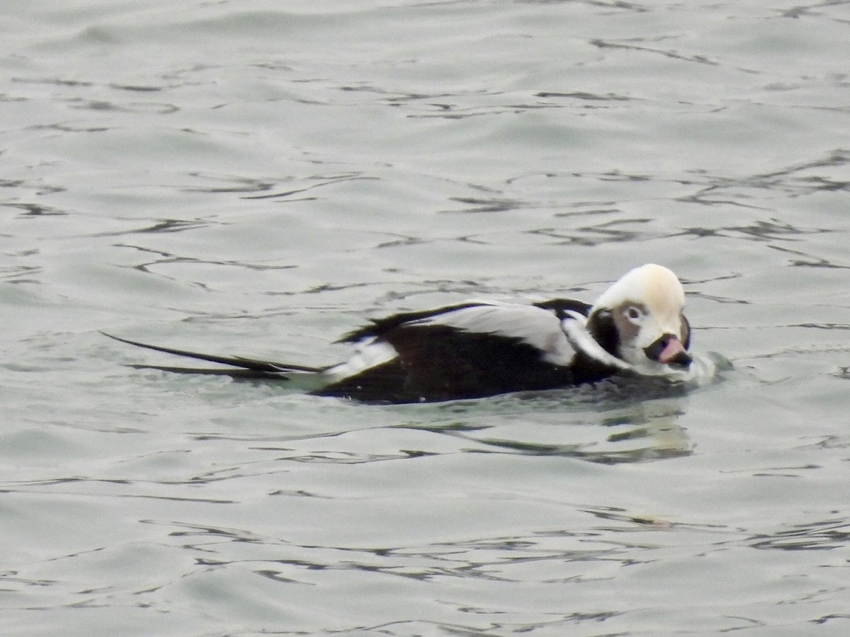 havelle - ML646882329