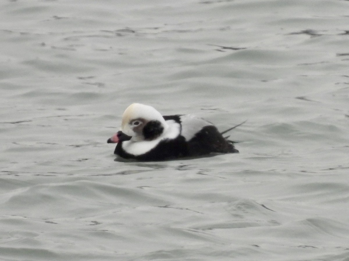 havelle - ML646882330