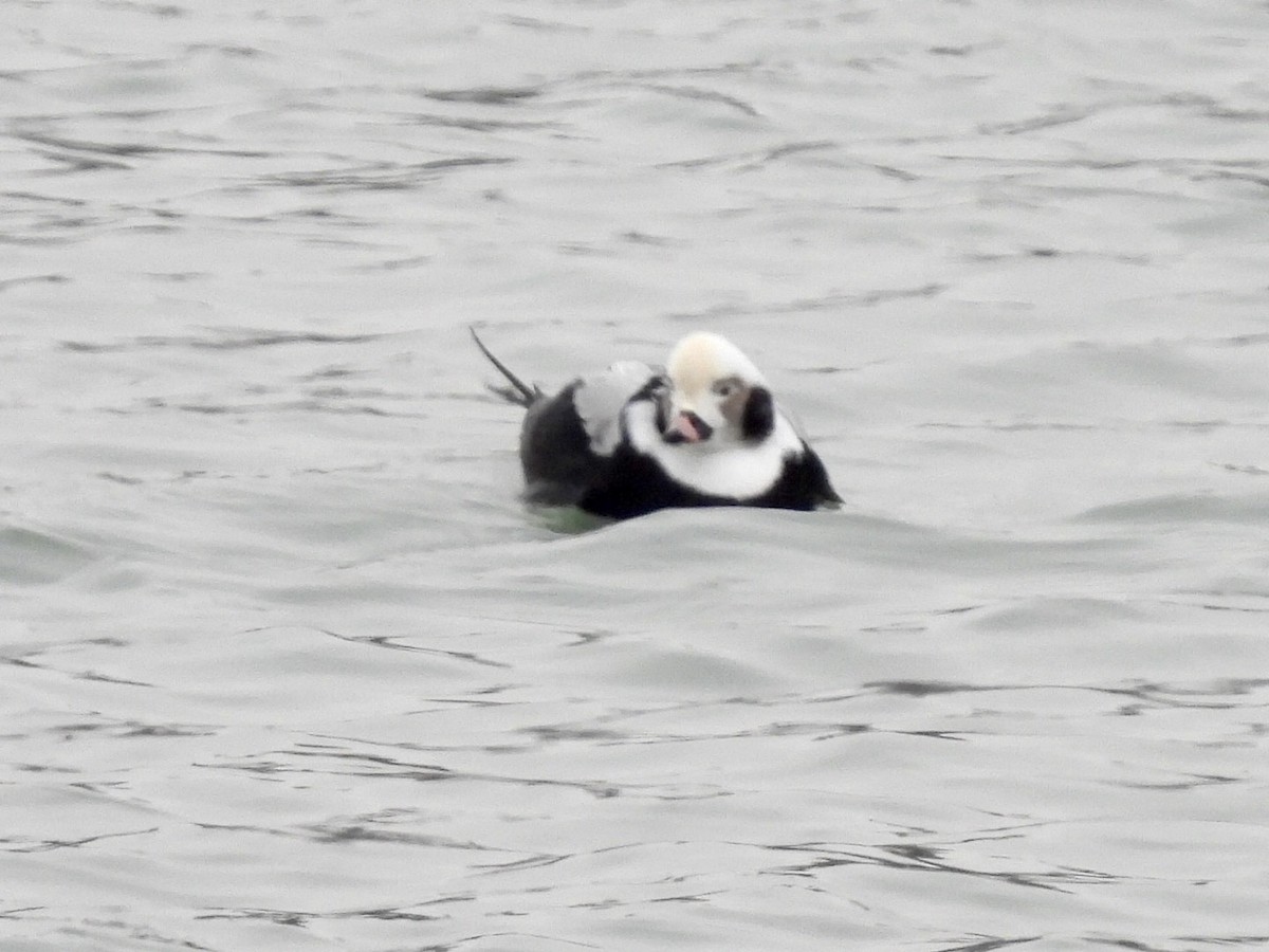 havelle - ML646882331