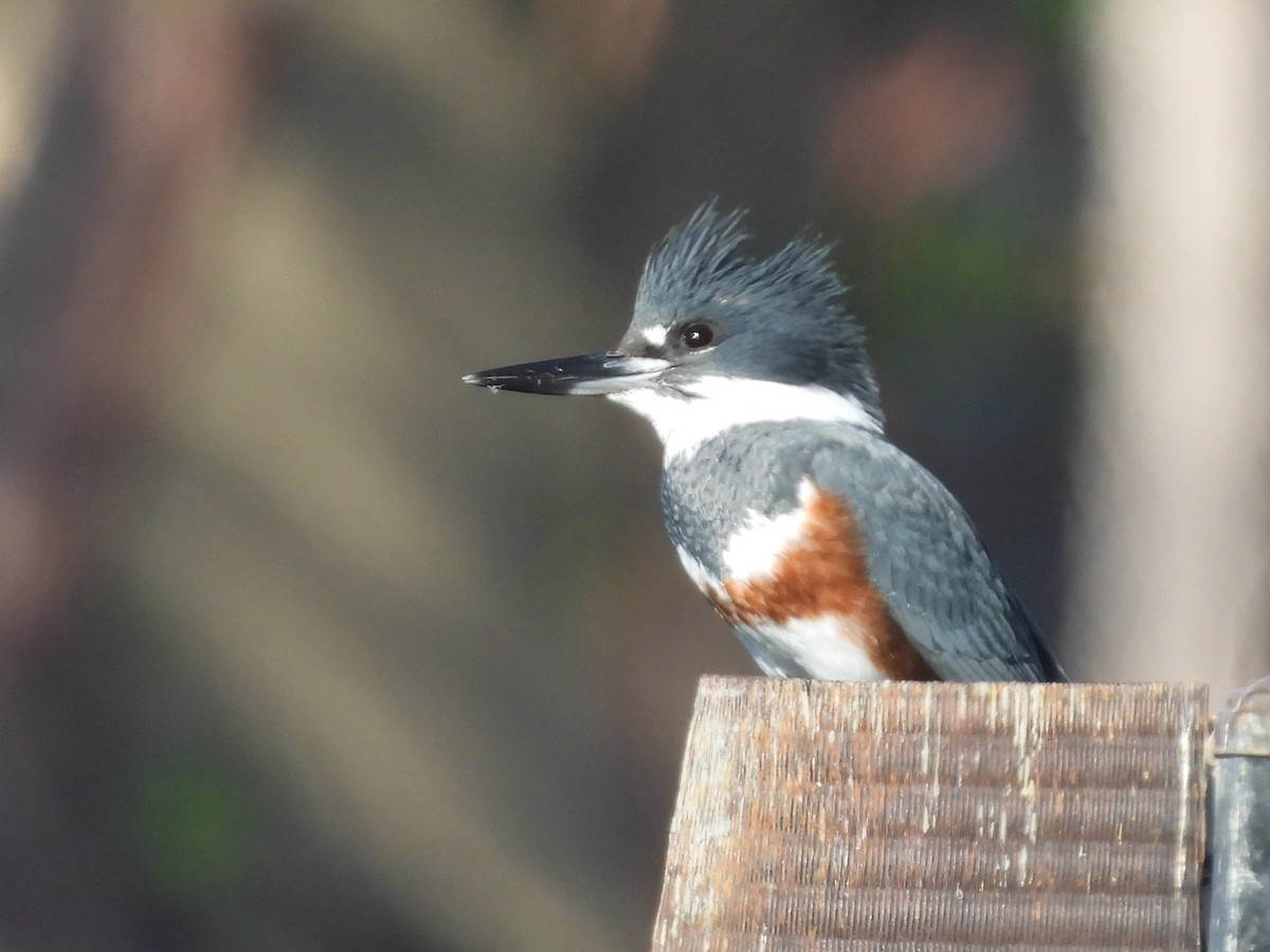 belteisfugl - ML646882333