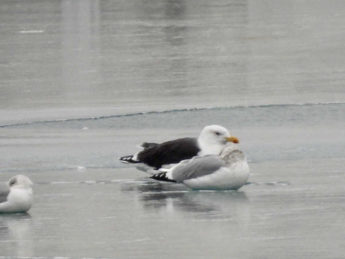 svartbak - ML646882334