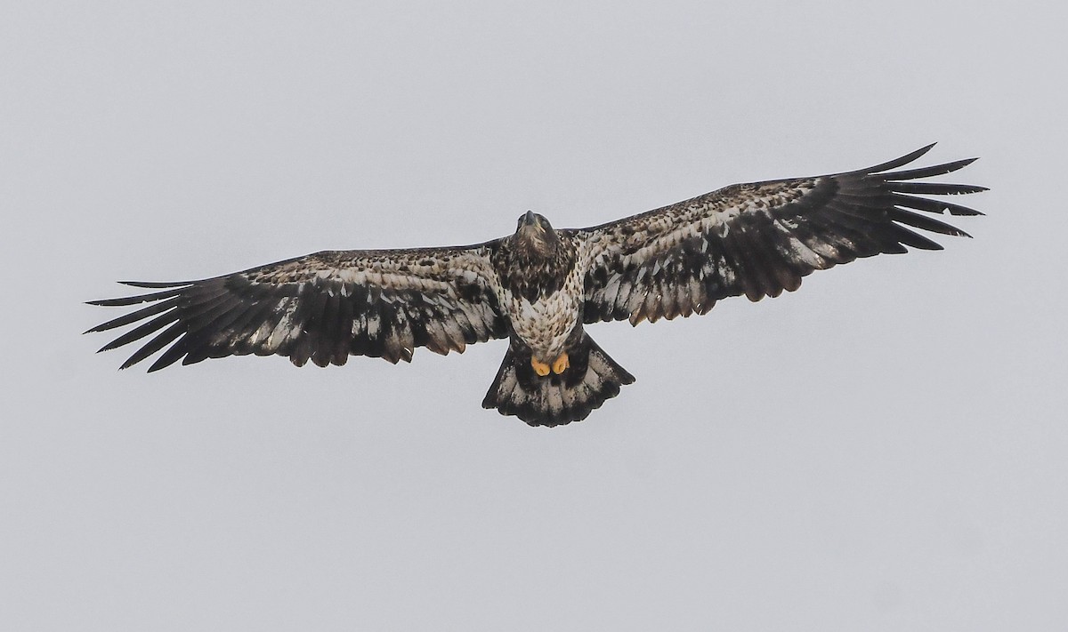 Bald Eagle - ML646882335