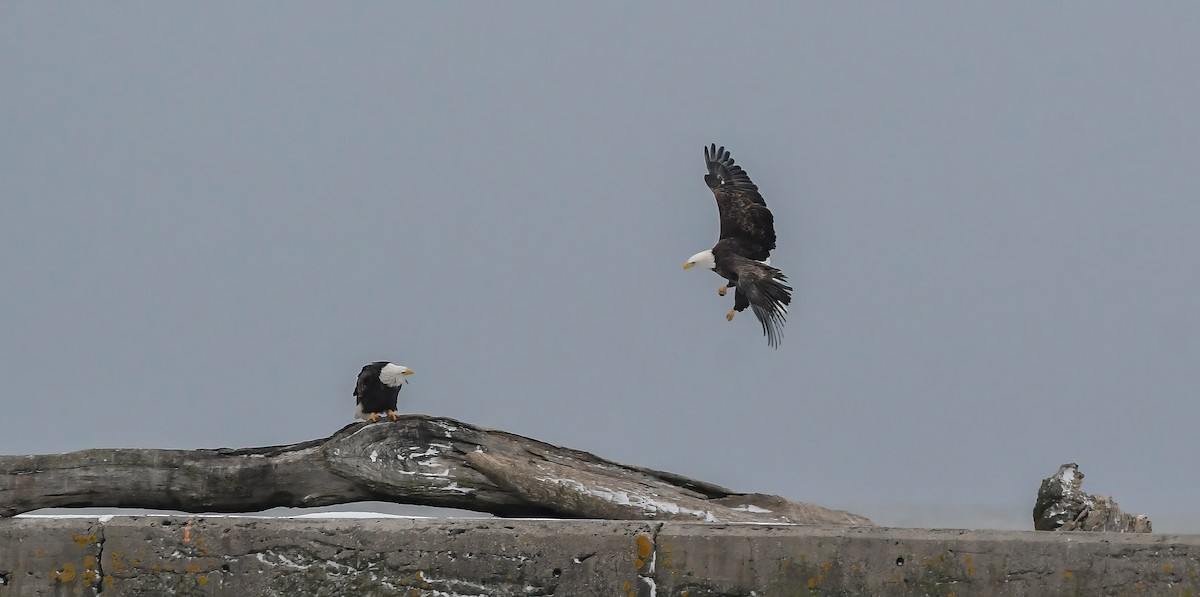 Bald Eagle - ML646882336