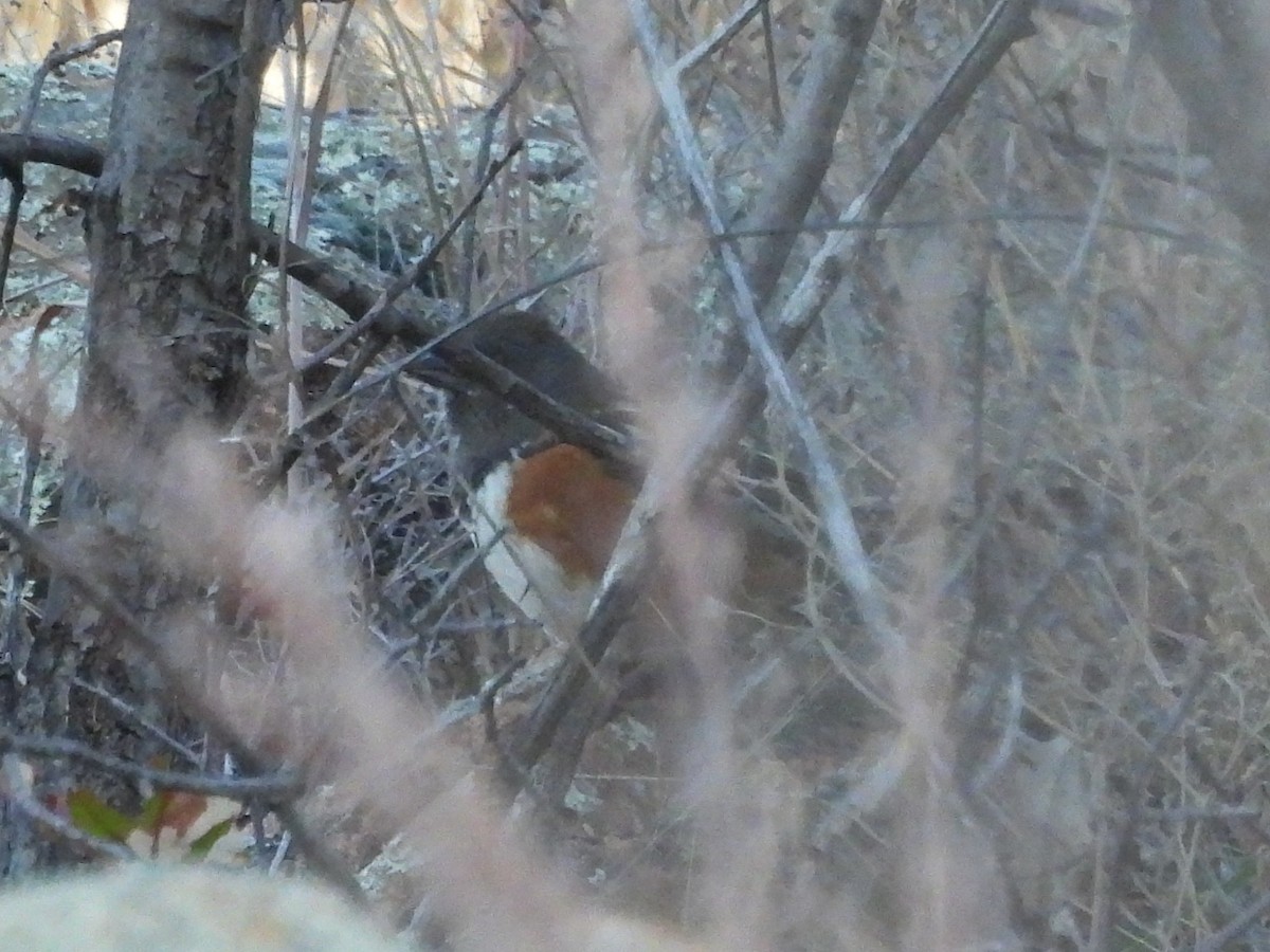 flekktovi - ML646882337