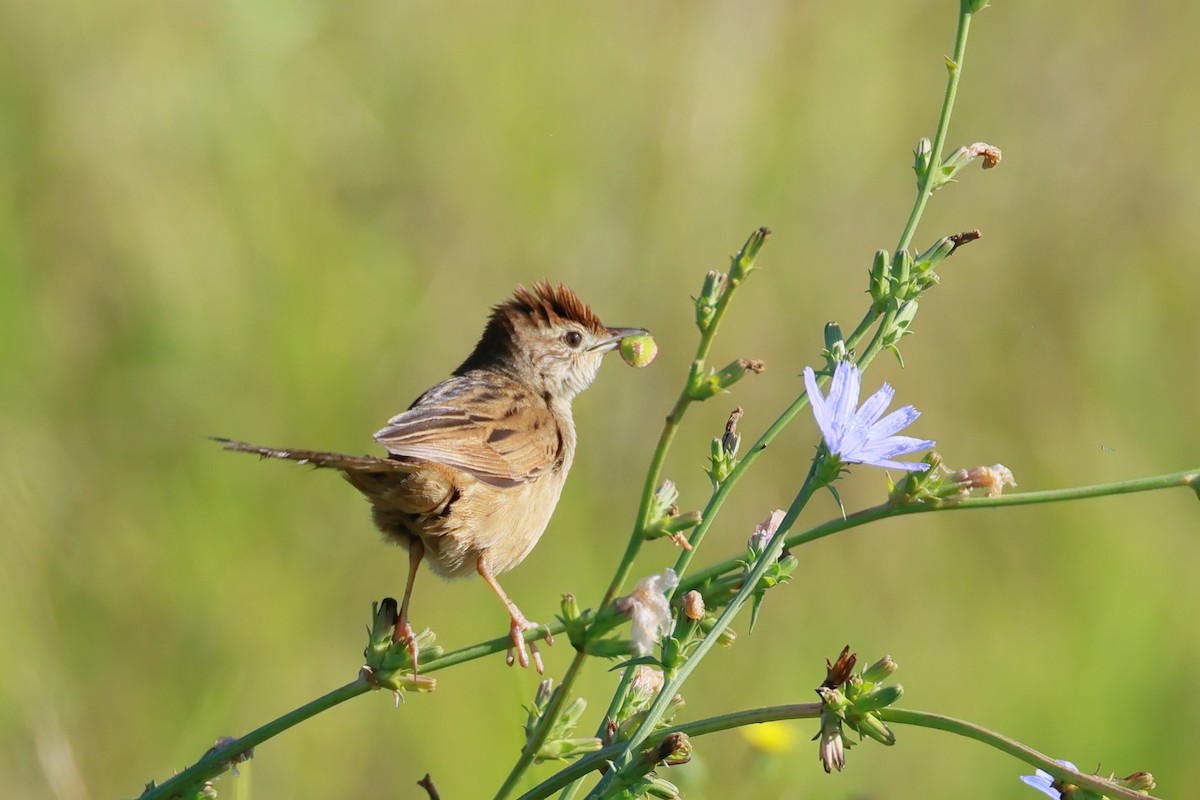 Tawny Grassbird - ML646882338