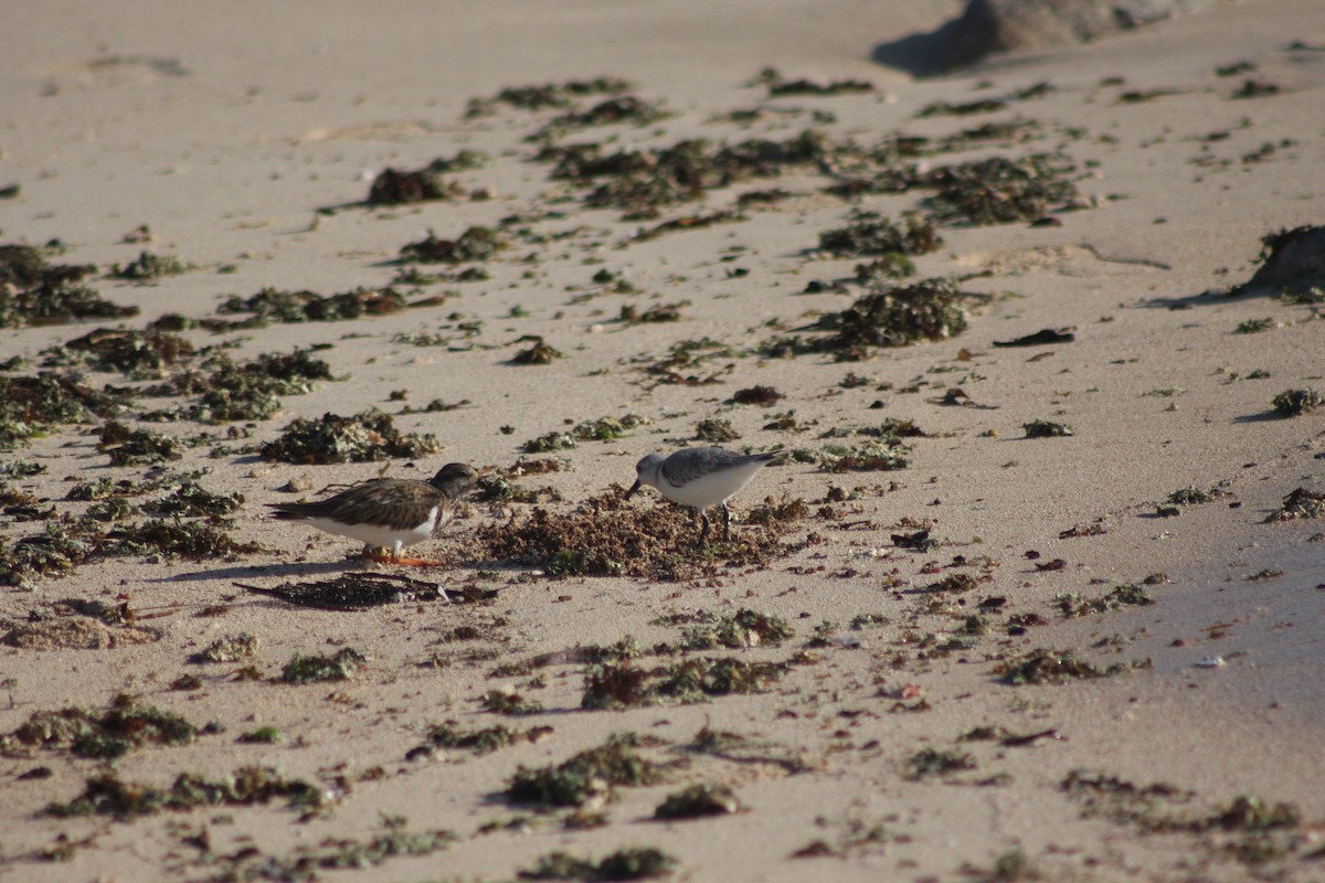 steinvender - ML646882340