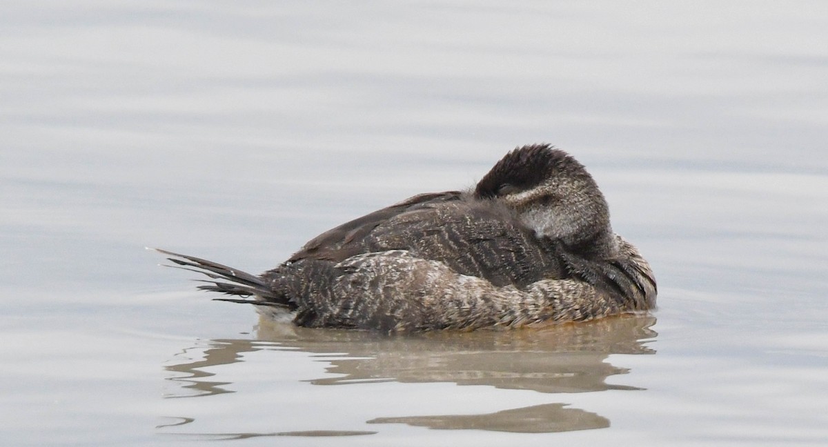 Gobbo della Giamaica - ML646882344