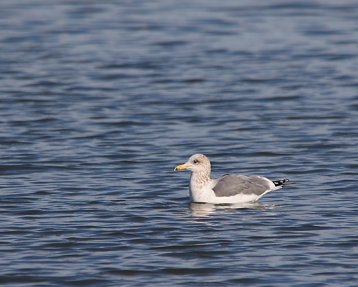 California Gull - ML646882345