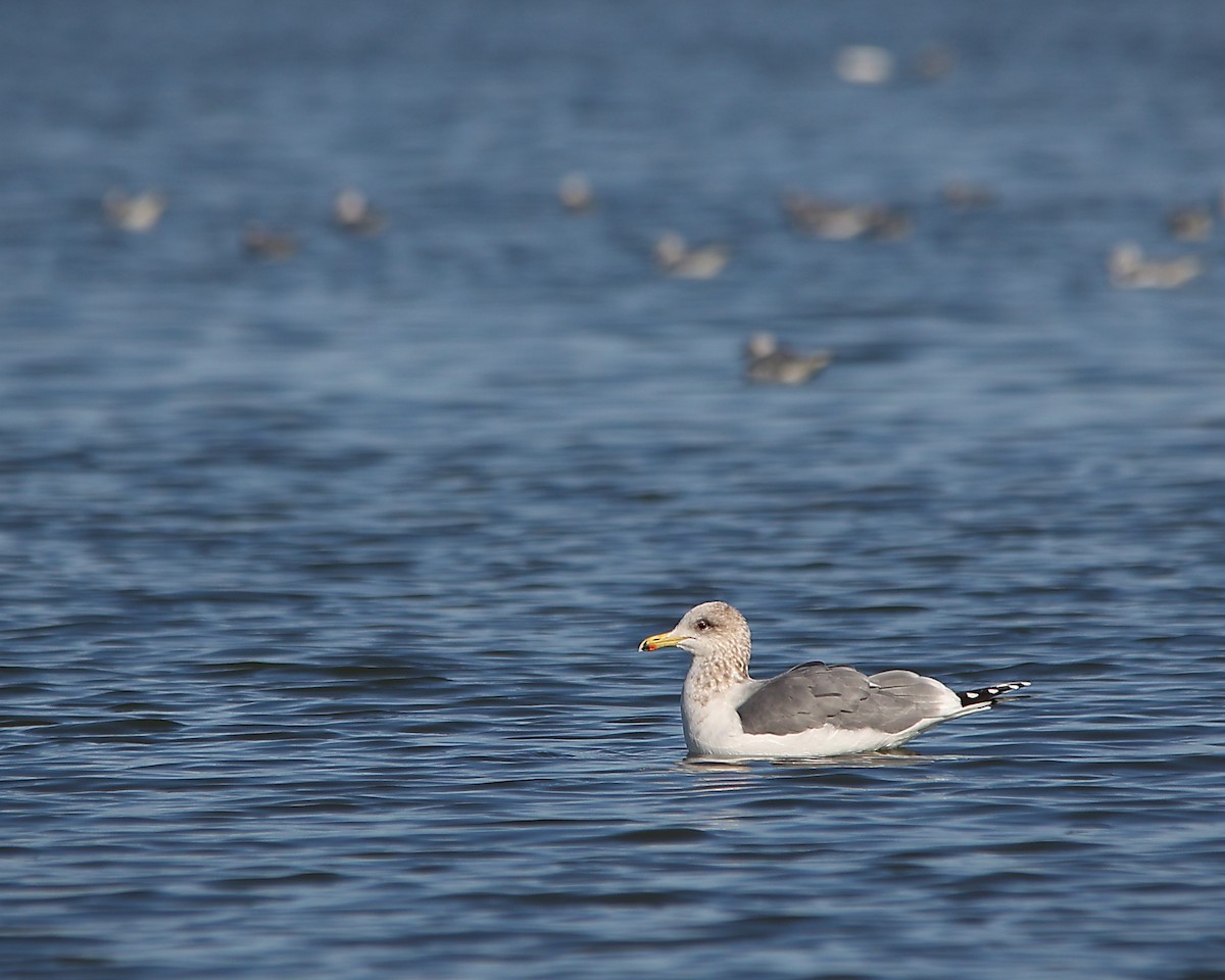 California Gull - ML646882346