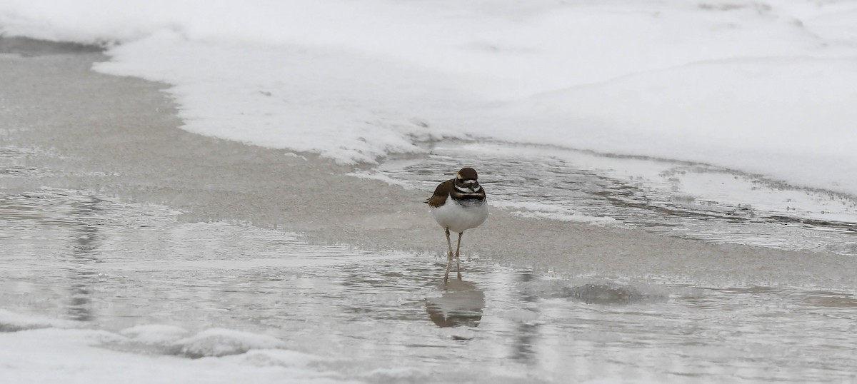 Killdeer - ML646882349