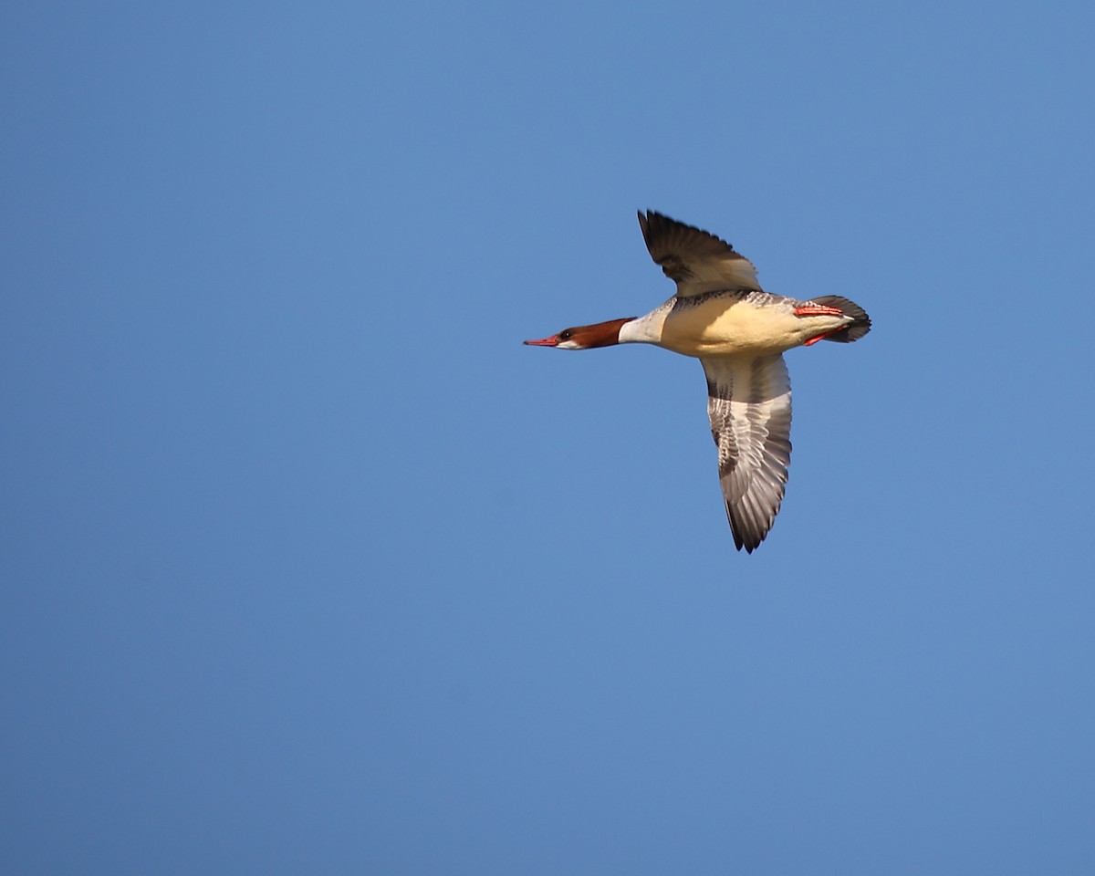 Common Merganser - ML646882350