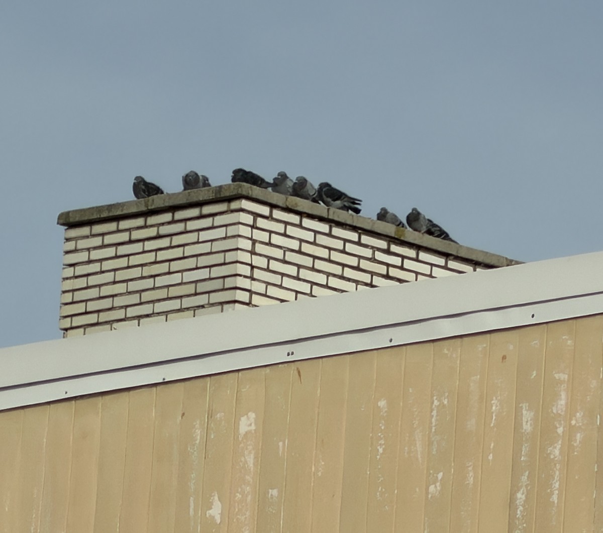 Rock Pigeon (Feral Pigeon) - ML646882351