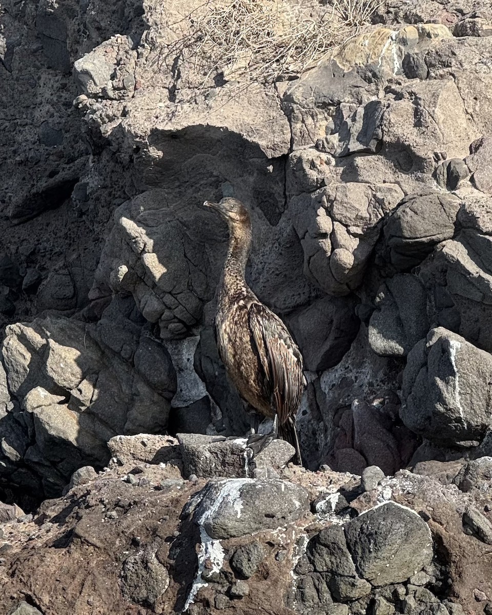 Brandt's Cormorant - ML646882352