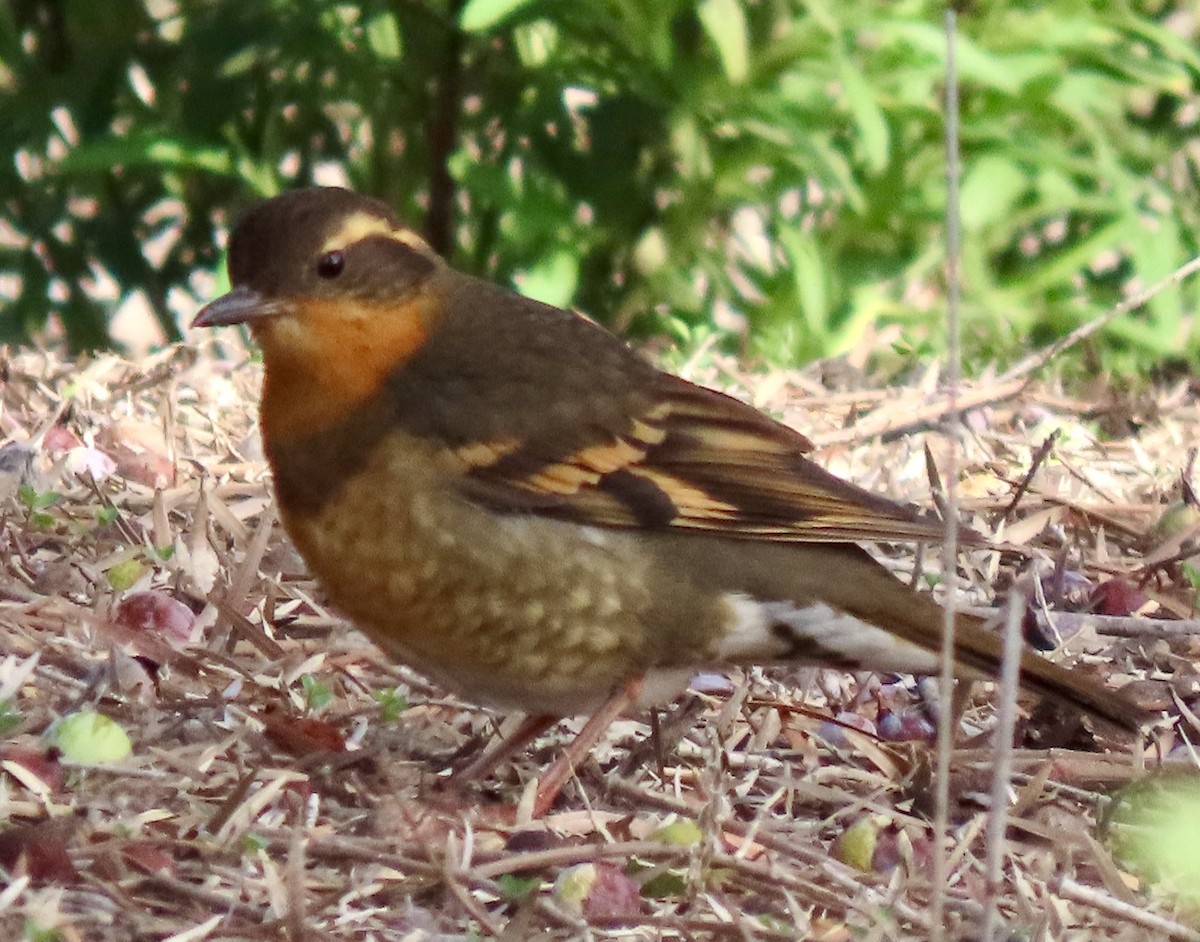 Varied Thrush - ML646882354