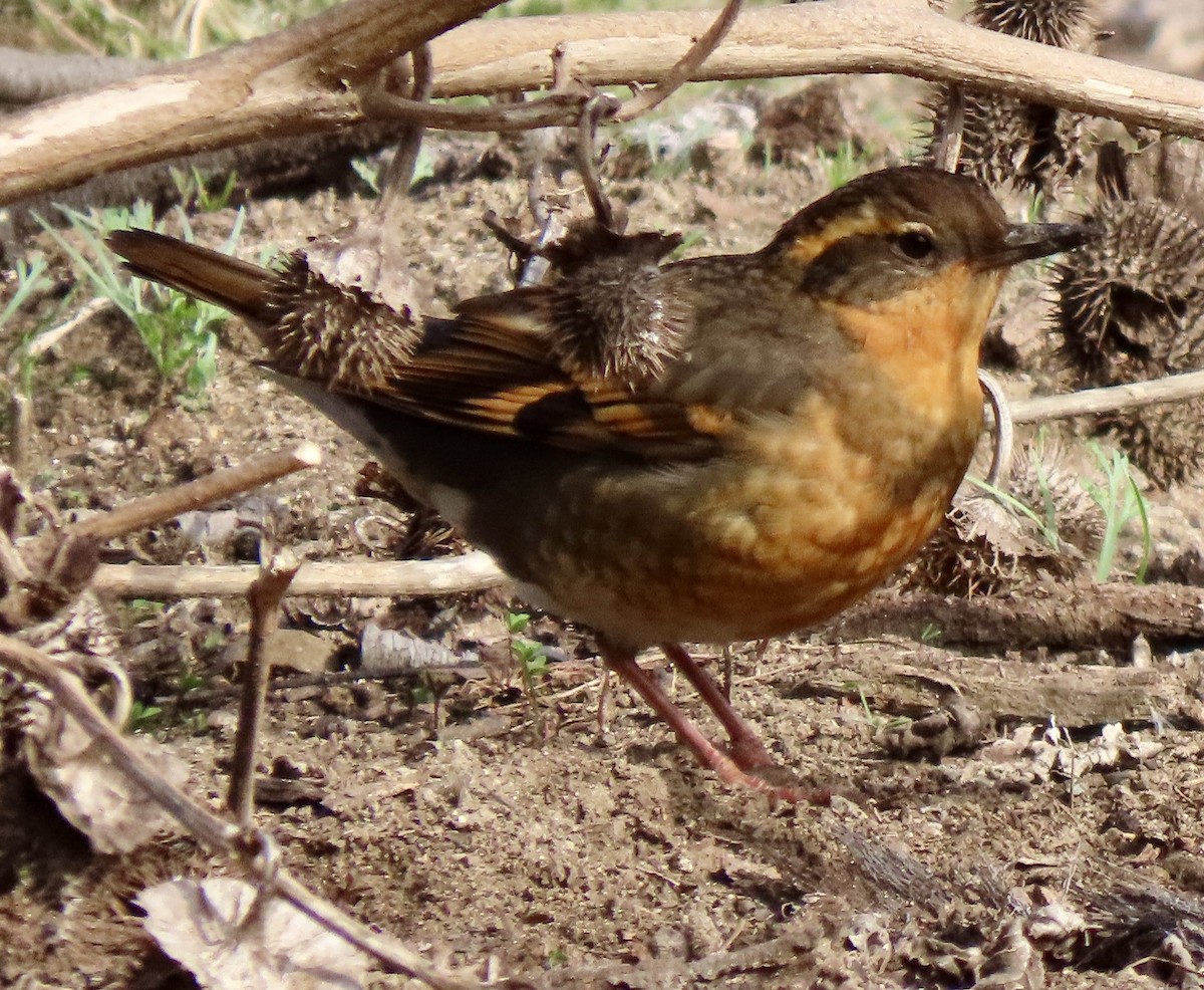 Varied Thrush - ML646882355