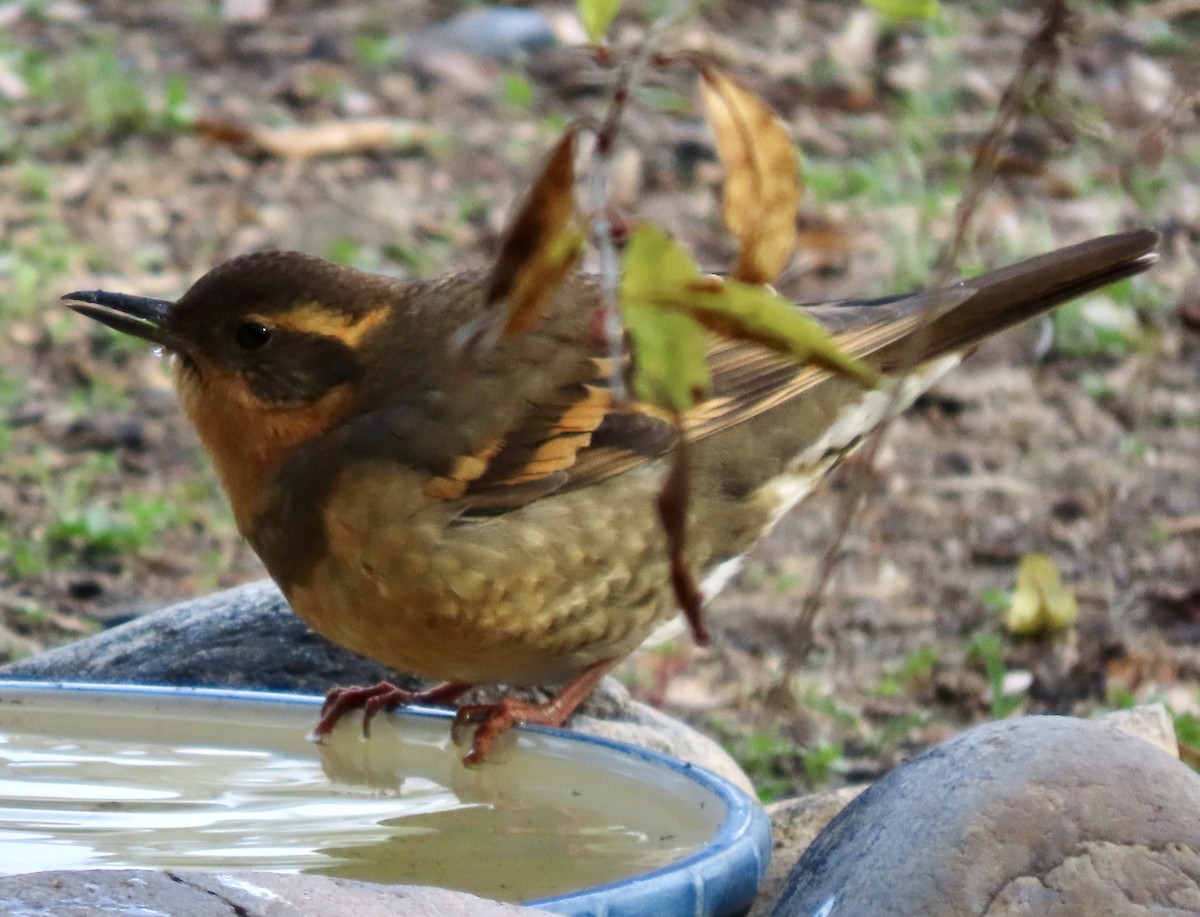 Varied Thrush - ML646882356