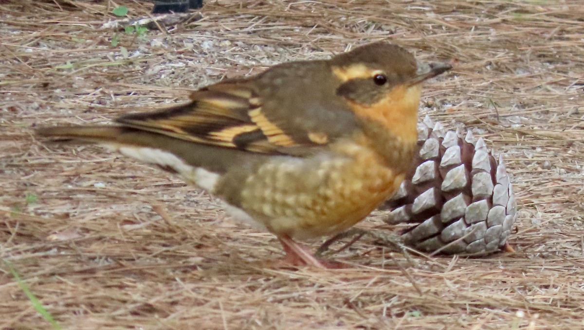 Varied Thrush - ML646882357