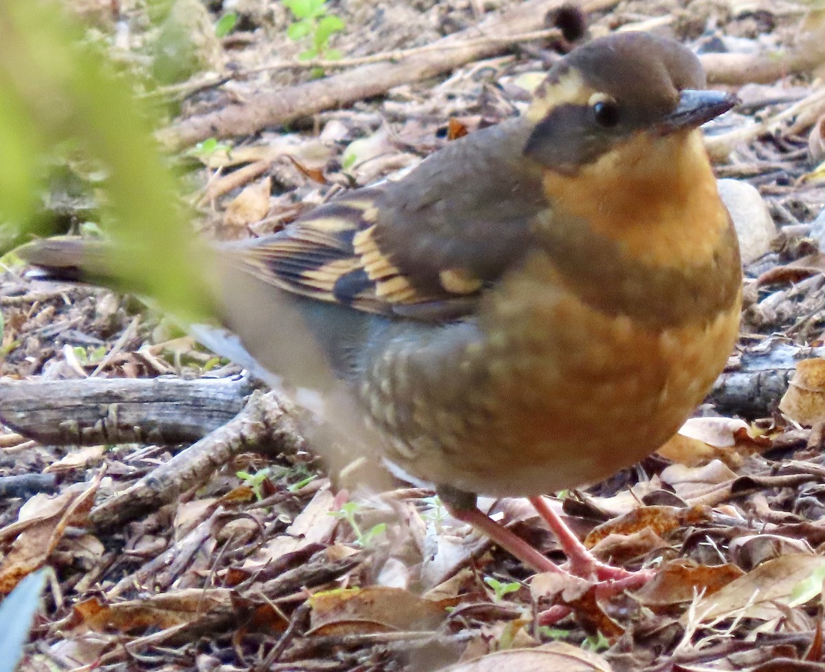 Varied Thrush - ML646882358