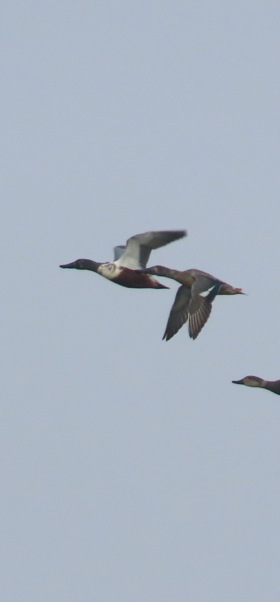 Northern Shoveler - ML646882363