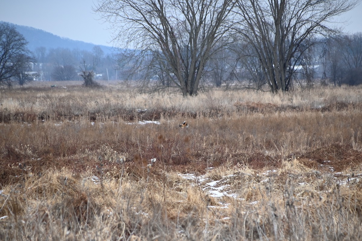 Northern Harrier - ML646882365