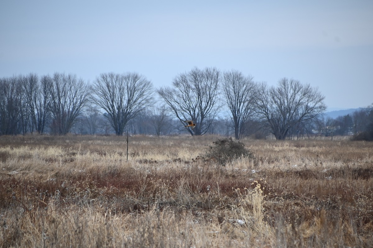Northern Harrier - ML646882366