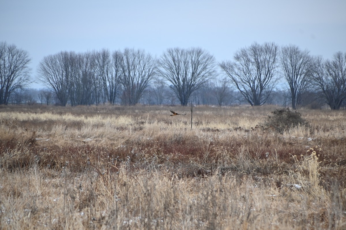 Northern Harrier - ML646882367