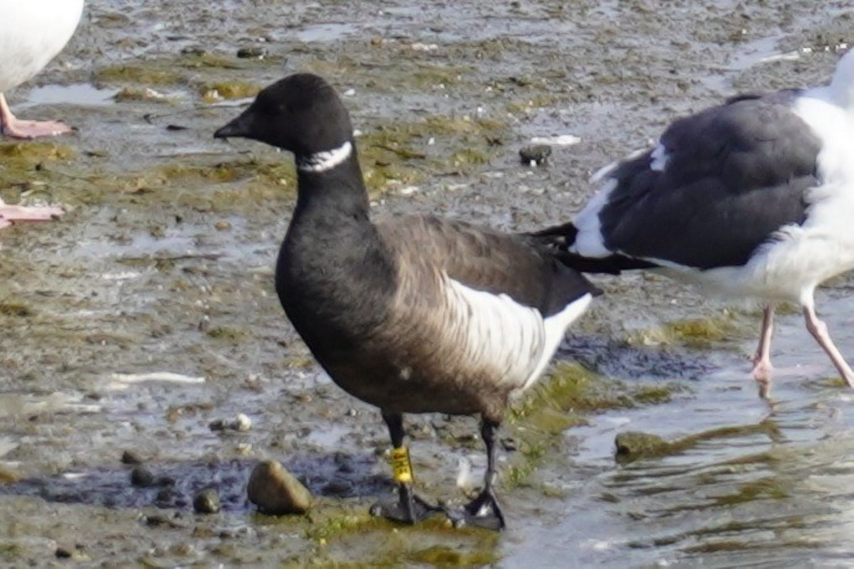 Brant - ML646882368