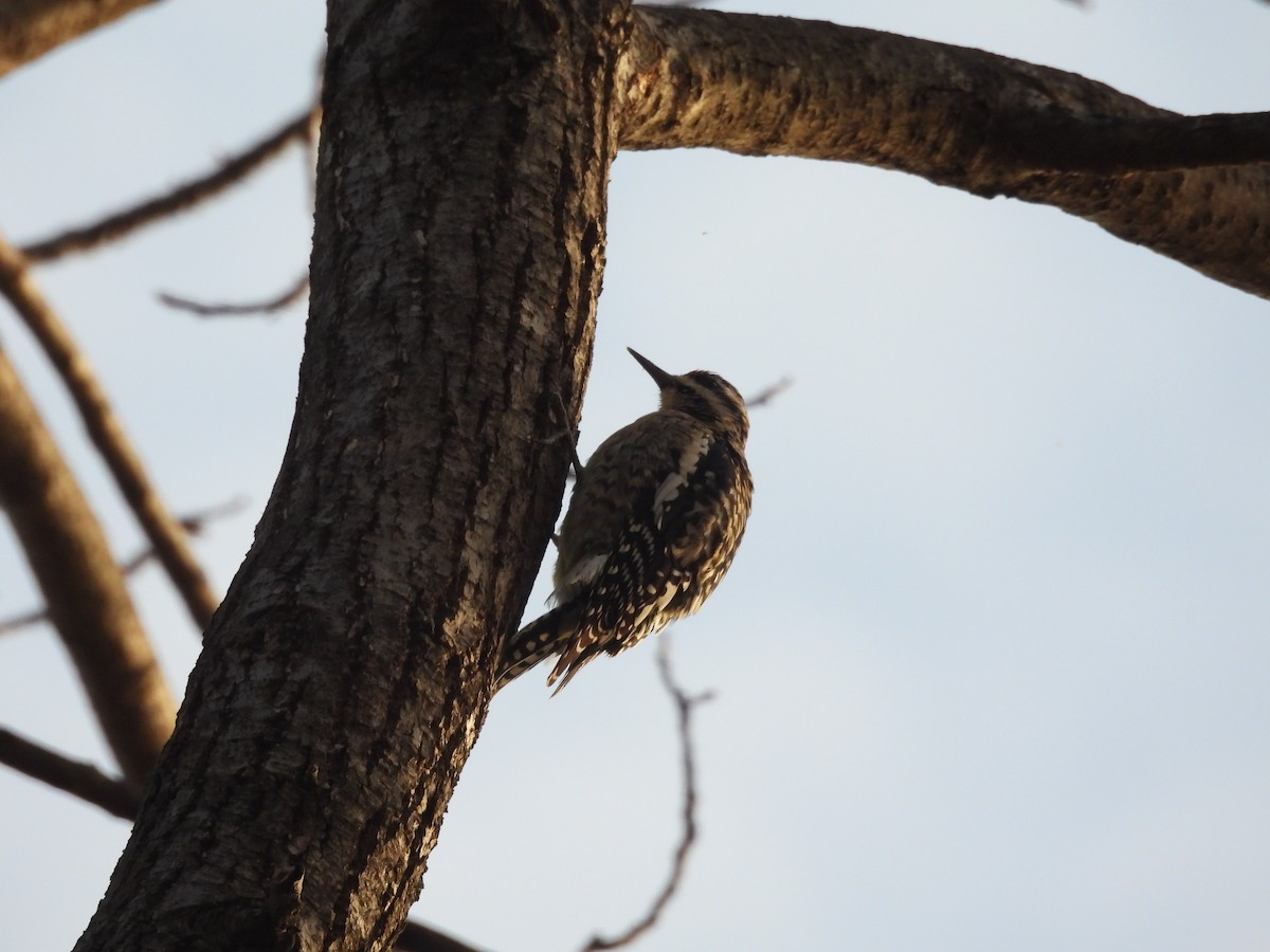 Yellow-bellied Sapsucker - ML646882369
