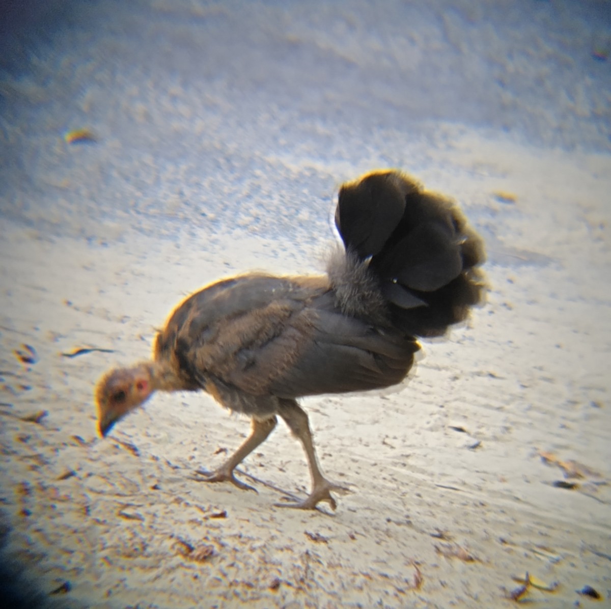 Australian Brushturkey - ML646882371