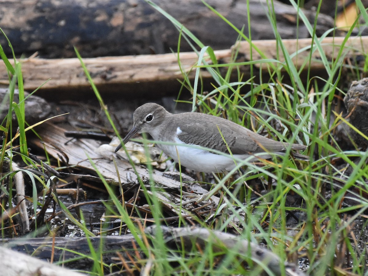 Spotted Sandpiper - ML646882372
