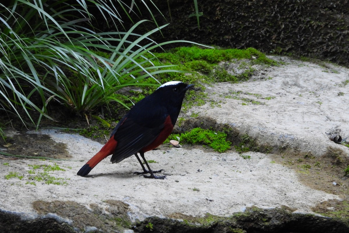 White-capped Redstart - ML646882373