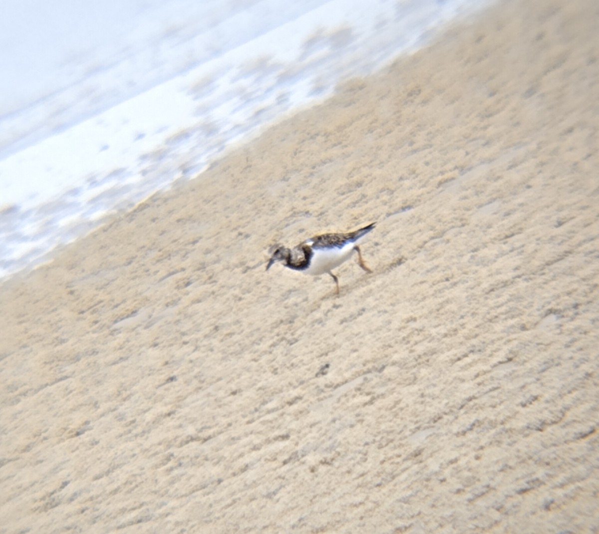 Steinwälzer - ML646882375