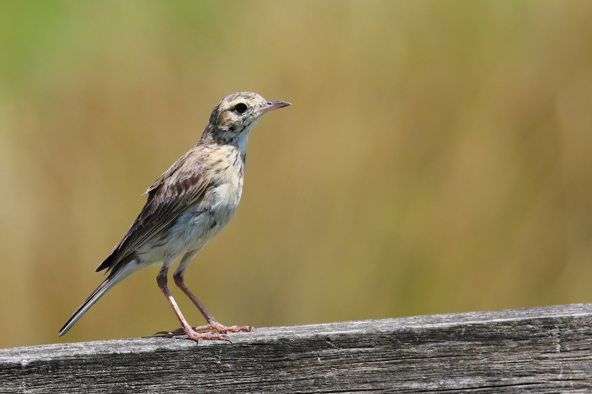Australian Pipit - ML646882376
