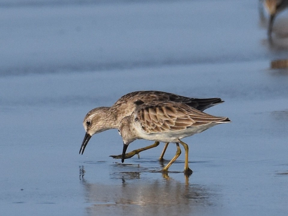 Least Sandpiper - ML646882377