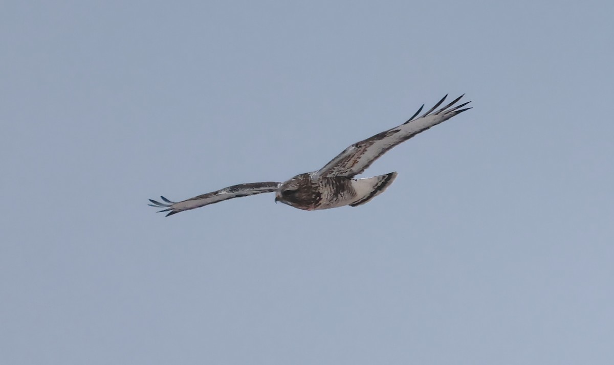 Rough-legged Hawk - ML646882378