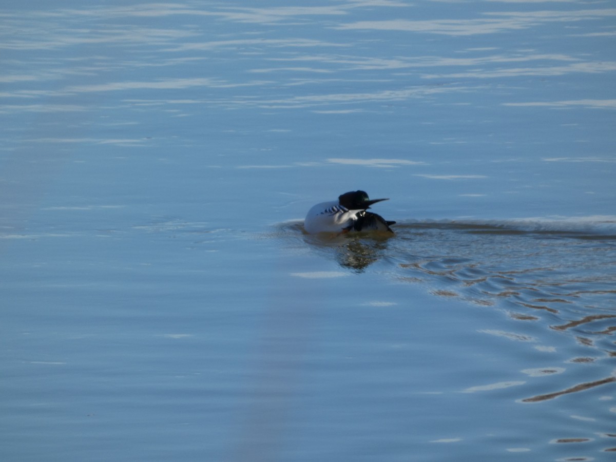 Common Goldeneye - ML646882380