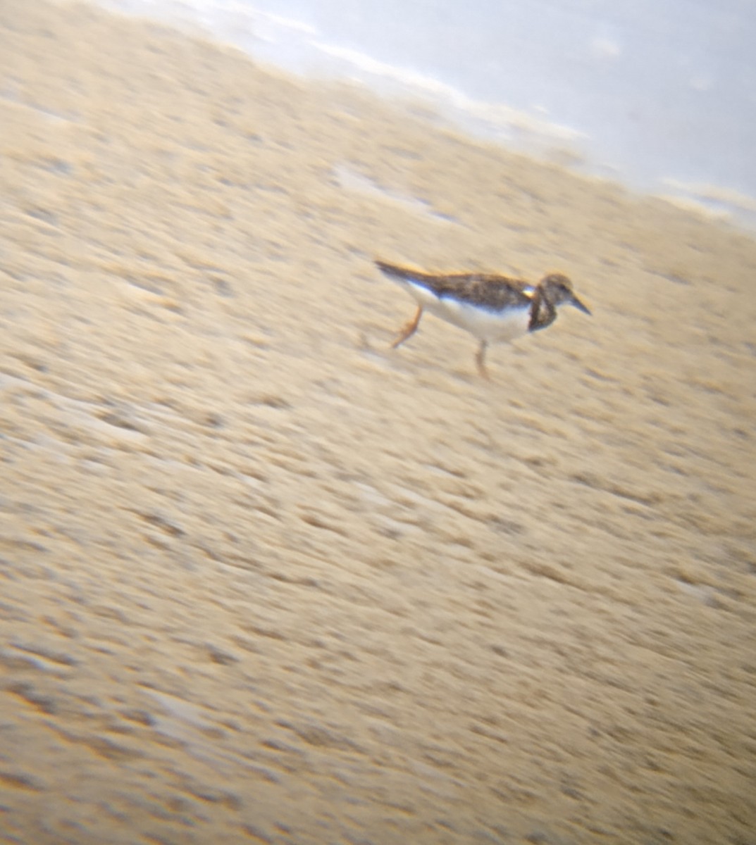 Steinwälzer - ML646882382