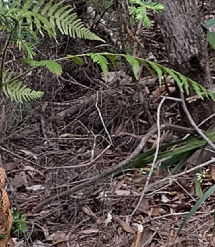 Schwarzbrust-Laufhühnchen - ML646882383