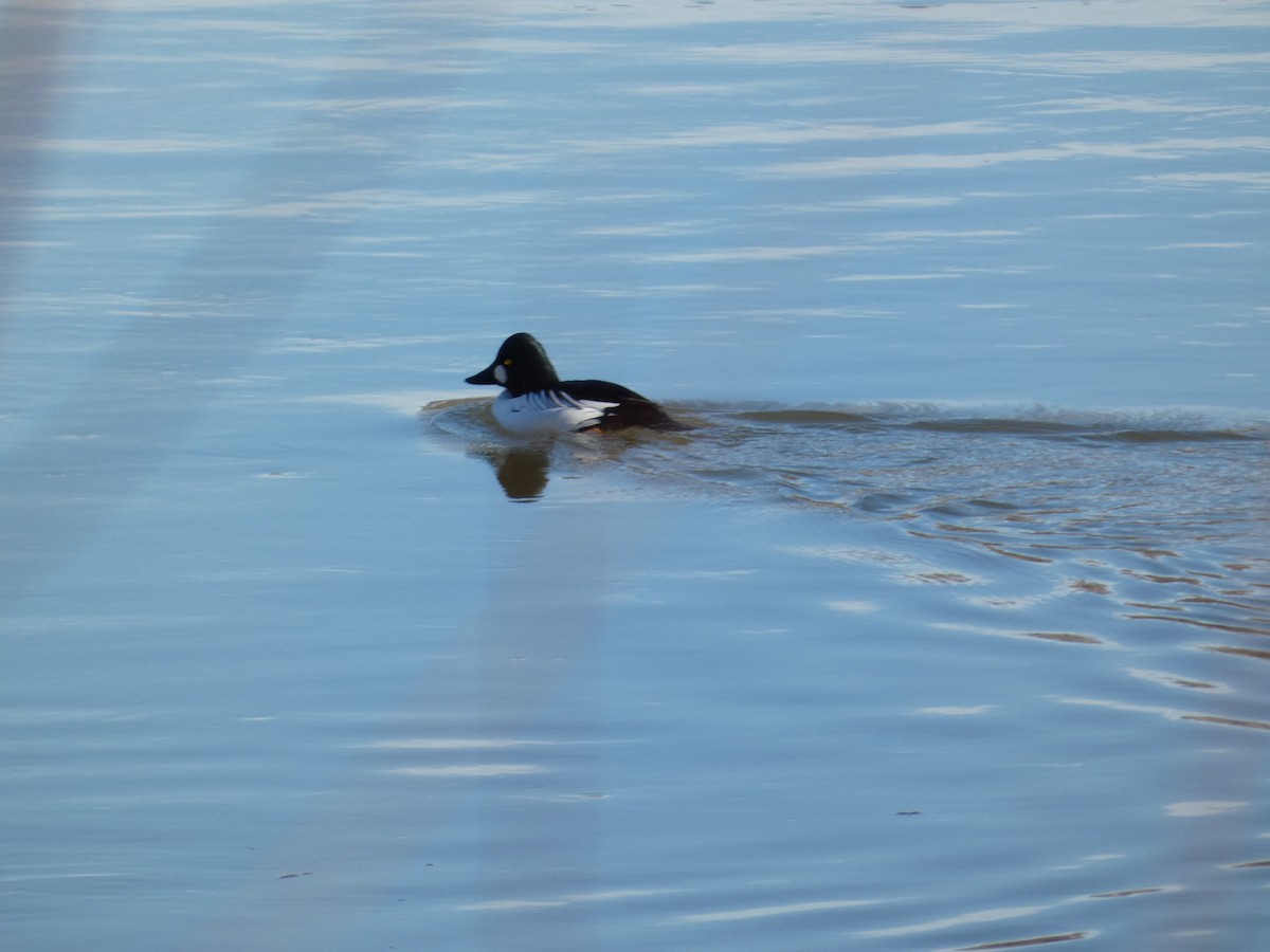 Common Goldeneye - ML646882384