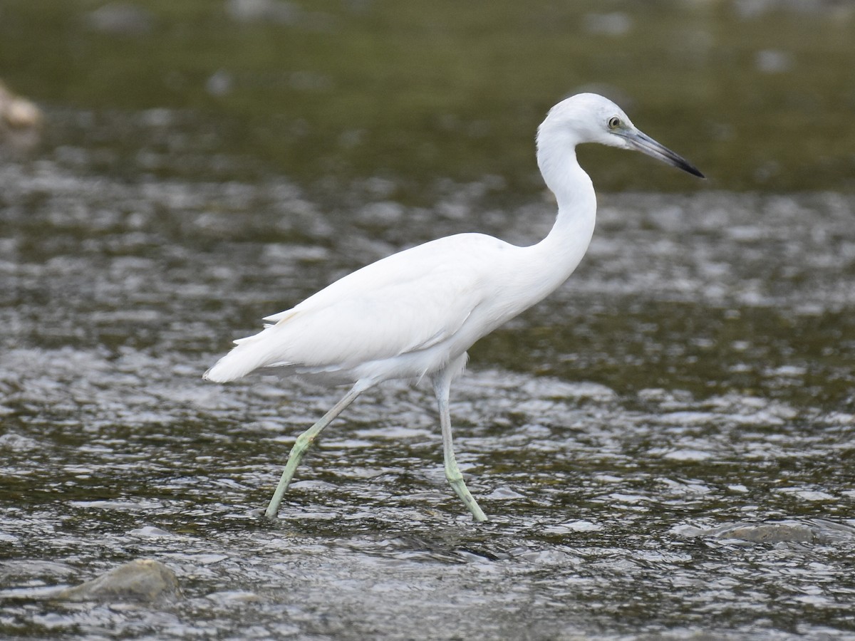 Little Blue Heron - ML646882385
