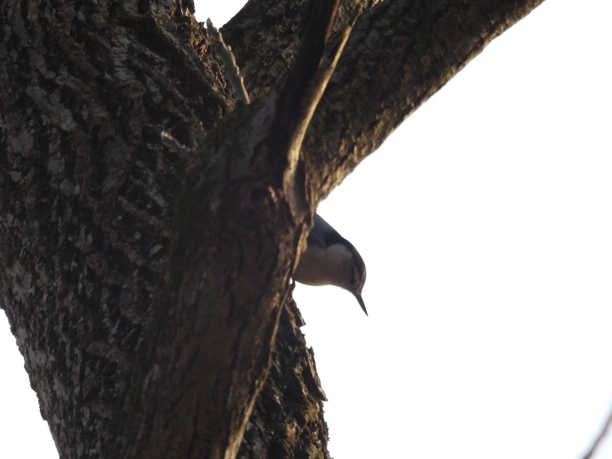 White-breasted Nuthatch - ML646882390