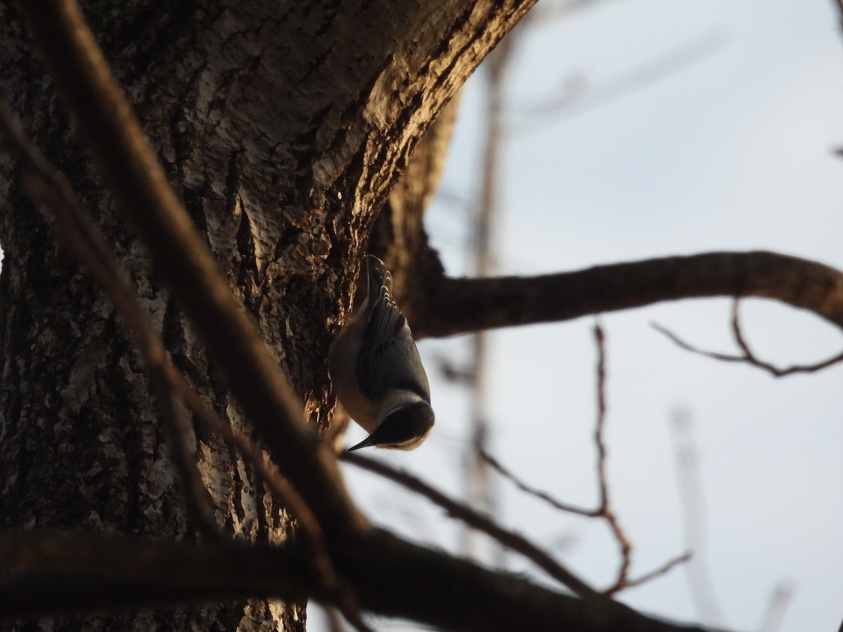 White-breasted Nuthatch - ML646882391