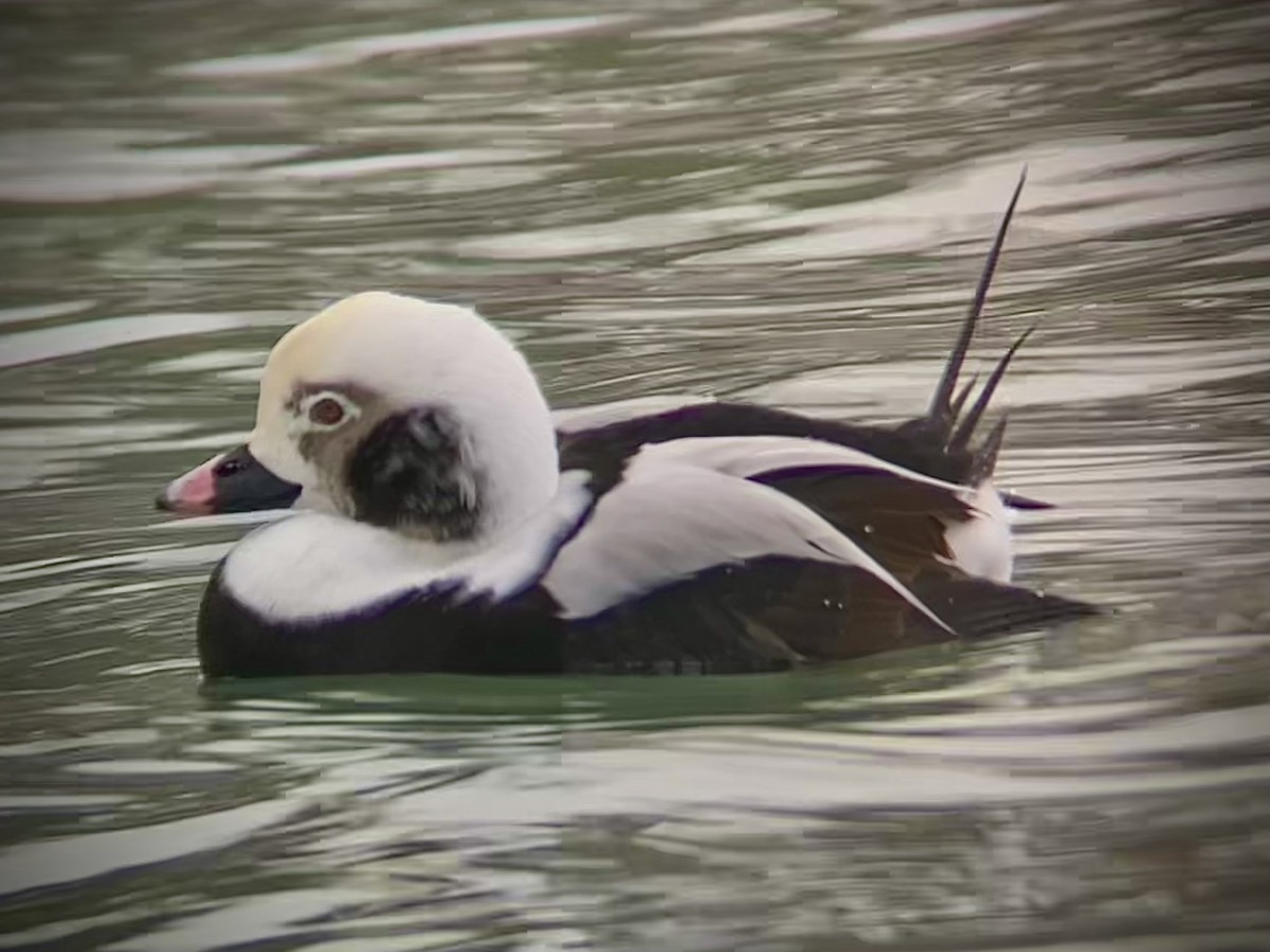 Long-tailed Duck - ML646882392