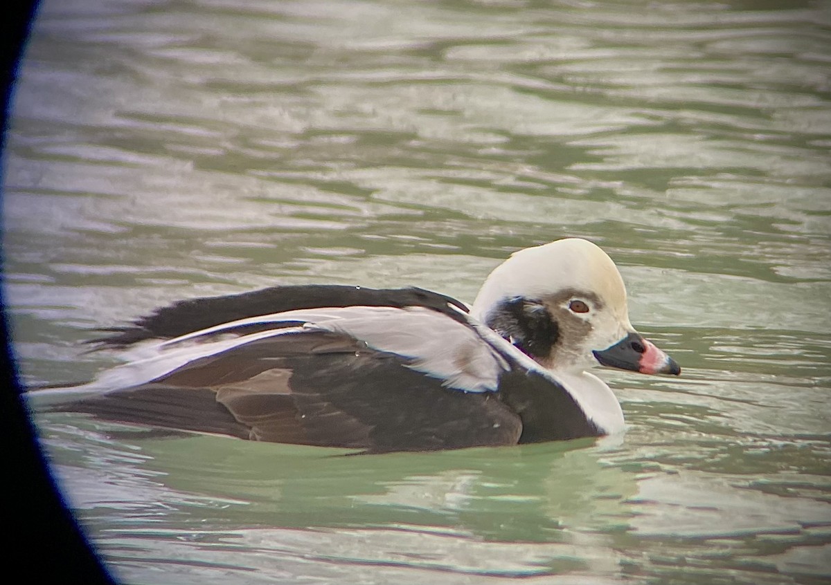 Long-tailed Duck - ML646882393