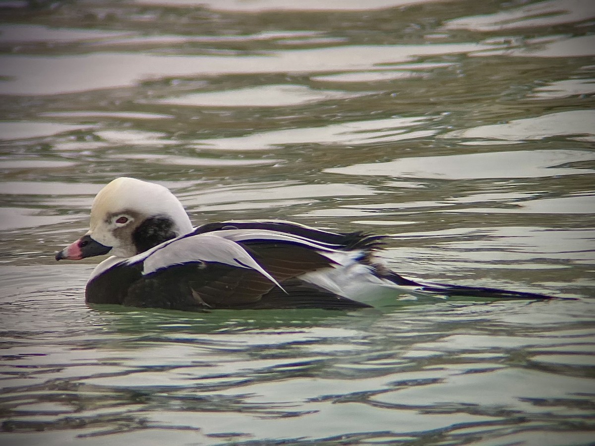Long-tailed Duck - ML646882394