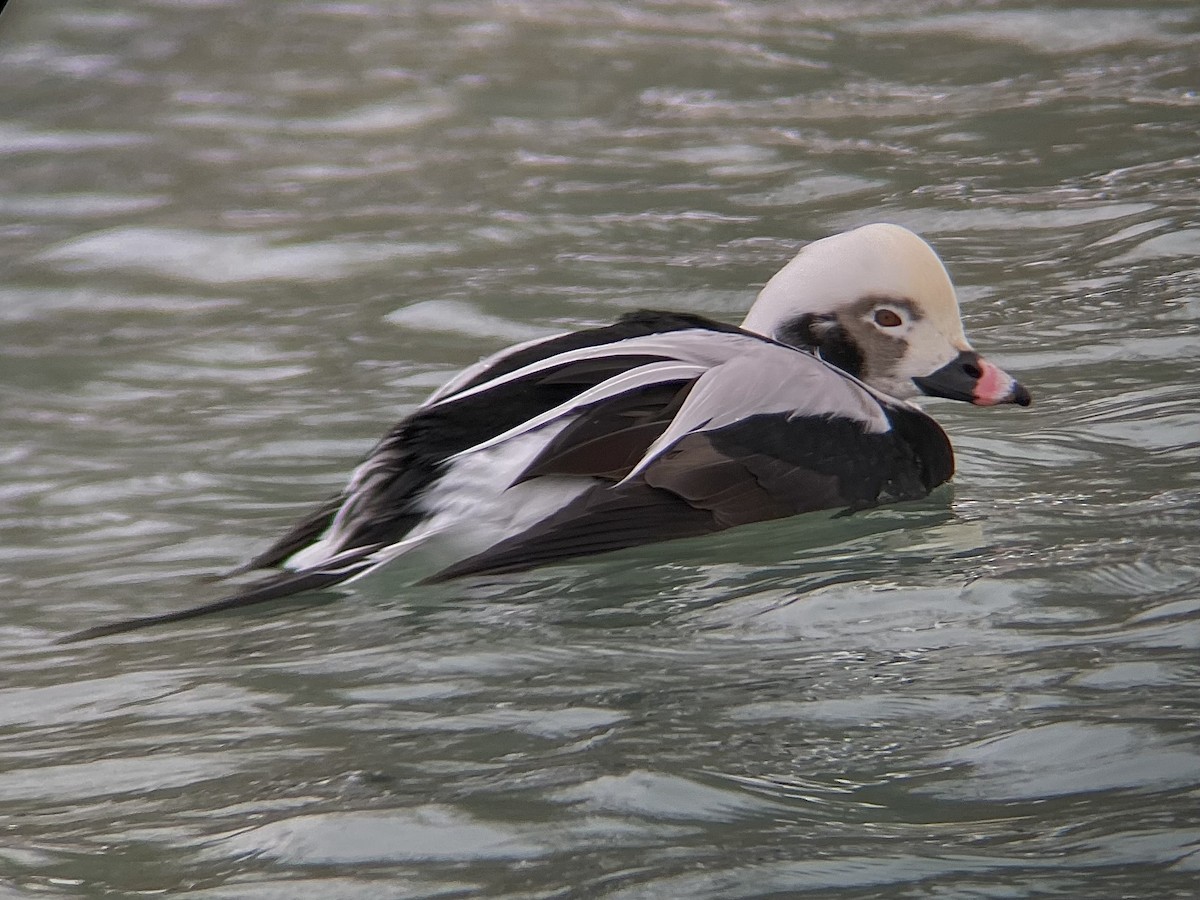 Long-tailed Duck - ML646882395